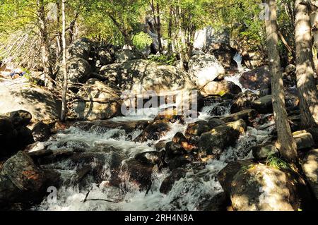 Una cascata di cascate turbolente nel letto di un bellissimo fiume di montagna che scorre attraverso una fitta foresta in una sera d'autunno. Fiume AK-Karum, Altai, Foto Stock