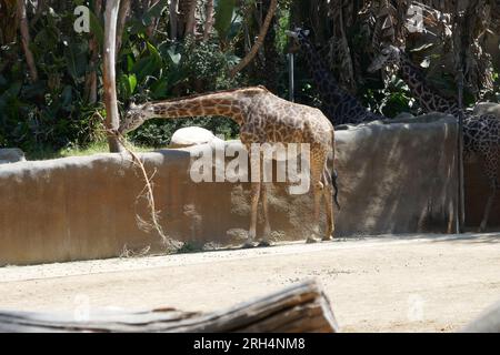 Los Angeles, California, USA 11 agosto 2023 Maasai Giraffe, Masai Giraffe Dining at LA Zoo l'11 agosto 2023 a Los Angeles, California, USA. Foto di Barry King/Alamy Stock Photo Foto Stock