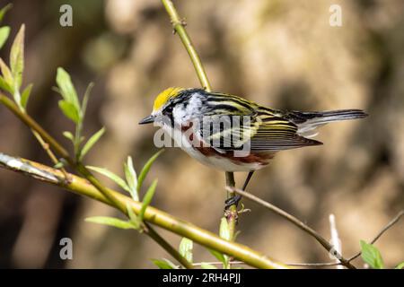 Primo piano di un Warbler maschio con la faccia castagna che si arrocca su un ramo verde durante la migrazione primaverile, Ontario, Canada Foto Stock