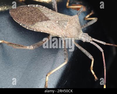 Un bug a piedi di foglia proveniente dal Texas, USA, identificato come Acanthocephala terminalis Foto Stock