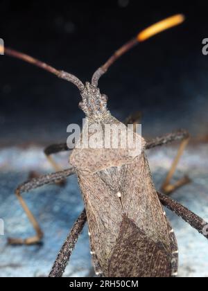 Un bug a piedi di foglia proveniente dal Texas, USA, identificato come Acanthocephala terminalis Foto Stock