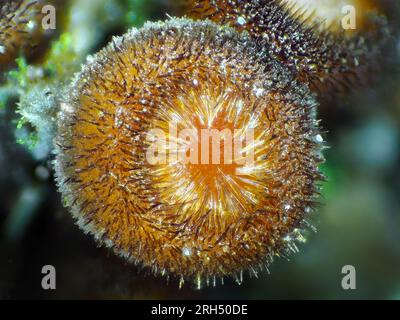 Piccolo fungo al microscopio, probabilmente Scutellinia scutellata o simile Foto Stock