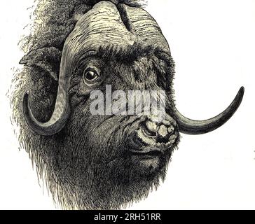 Musk Ox, (ovibos moschatus), Helena J. Maguire, c.1894 Foto Stock