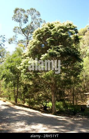 I Paperbark sono nativi australiani - ma non tutti sono nativi di Victoria. Questa neve in estate (Melaleuca Linarifolia) è stata introdotta. Foto Stock