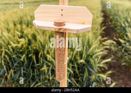 Grani di grano in provetta di plastica come campione di semi, messa a fuoco selettiva Foto Stock