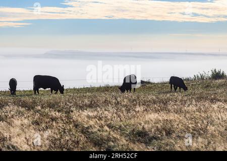 Mucche che pascolano su un prato la mattina Foto Stock