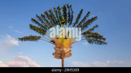 Ravenala è un genere di piante da fiore monocotiledonose. Ravenala madagascariensis, comunemente noto come albero del viaggiatore, palma del viaggiatore o est- Foto Stock