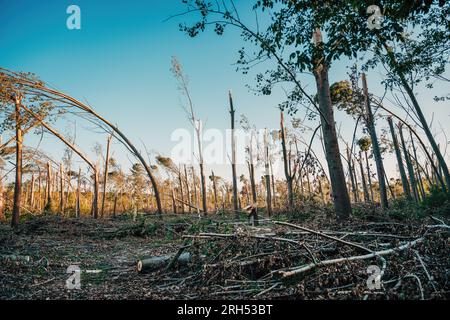 Danni ambientali, paesaggio forestale deciduo devastato dopo una grave tempesta estiva di supercell con forte vento, concentrazione selettiva Foto Stock