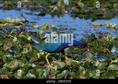 Porphyrula martinica, Zwergsultanshuhn, gallinule viola americano, gallinule con zampe gialle Foto Stock