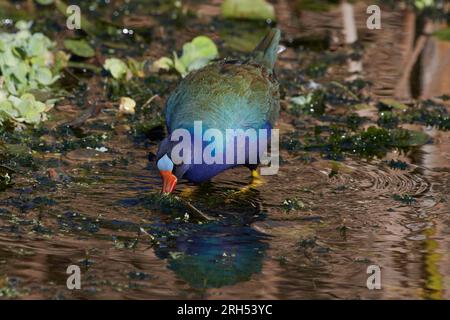 Porphyrula martinica, Zwergsultanshuhn, gallinule viola americano, gallinule con zampe gialle Foto Stock