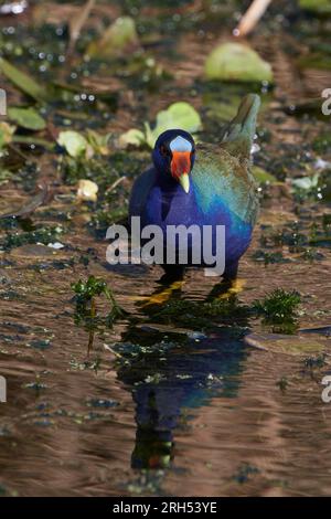 Porphyrula martinica, Zwergsultanshuhn, gallinule viola americano, gallinule con zampe gialle Foto Stock