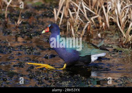 Porphyrula martinica, Zwergsultanshuhn, gallinule viola americano, gallinule con zampe gialle Foto Stock