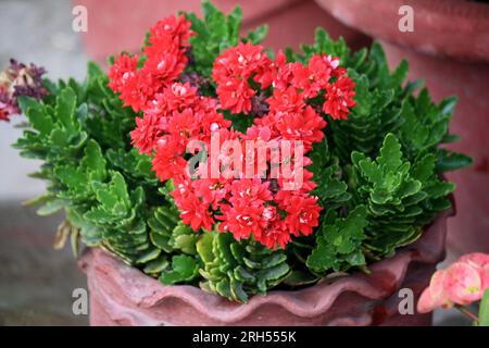 Rosso colorato Flaming Katy (Kalanchoe blossfeldiana) in un vaso : (pix Sanjiv Shukla) Foto Stock