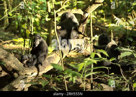 Una truppa di macachi a cresta nera di Sulawesi (Macaca nigra) nella riserva naturale di Tangkoko, provincia di Sulawesi settentrionale, Indonesia. Un recente rapporto di un team di scienziati guidato da Marine Joly ha rivelato che la temperatura sta aumentando nella foresta di Tangkoko e che l'abbondanza complessiva di frutta è diminuita. "Tra il 2012 e il 2020, le temperature sono aumentate fino a 0,2 gradi Celsius all'anno nella foresta e l'abbondanza complessiva di frutta è diminuita dell'1% all'anno", hanno scritto sull'International Journal of Primatology nel luglio 2023. Foto Stock