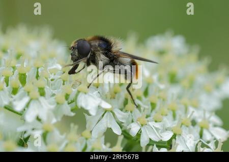 Primo piano naturale sul Bumblebee Blacklet, Cheilosia illustrata che si nutre di un Hogweed bianco, Heracleum Sphondylium Foto Stock