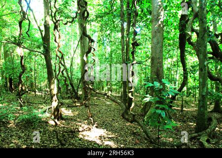 Paesaggio di una parte della foresta di pianura, dove si vedono le viti di liana nella riserva naturale di Tangkoko, un habitat protetto per il macaco crestato (Macaca nigra) nella provincia di Sulawesi settentrionale in Indonesia. Un recente rapporto di un team di scienziati guidato da Marine Joly ha rivelato che la temperatura sta aumentando nella foresta di Tangkoko e che l'abbondanza complessiva di frutta è diminuita. "Tra il 2012 e il 2020, le temperature sono aumentate fino a 0,2 gradi Celsius all'anno nella foresta e l'abbondanza complessiva di frutta è diminuita dell'1% all'anno", hanno scritto sull'International Journal of Primatology nel luglio 2023. Foto Stock