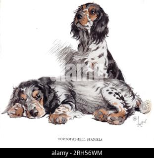 Cecil Alden (1870-1935) - An Artist's Models 1930 P.64 - Tortoiseshell Spaniels Foto Stock