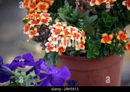Fiori rossi e gialli del fiorista Kalanchoe (Kalanchoe blossfeldiana) in fiore : (pix Sanjiv Shukla) Foto Stock