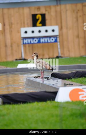 Wiesbaden, Germania. 13 agosto 2023. Wiesbaden, Germania, 13 agosto 2023: The „Nilgans“ durante il City-Biathlon al Kurpark di Wiesbaden, GERMANIA. (Julia Kneissl/SPP) credito: SPP Sport Press Photo. /Alamy Live News Foto Stock