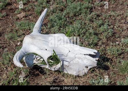 Un teschio bianco essiccato con corna e occhielli vuoti nell'erba. teschio di mucca steso a terra contro l'erba. Struttura ossea. Morte di a Foto Stock