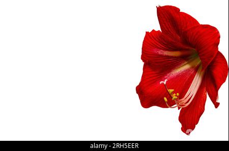 Fiore di amaryllis rosso vivace con foglie di ibisco isolate su sfondo bianco. Foto Stock