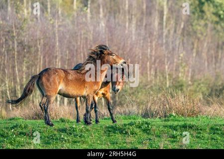 Due pony exmoor bruni combattenti, contro una foresta e lo sfondo di canne. Mordente, aring e colpire. colori autunnali in inverno. Messa a fuoco selettiva Foto Stock