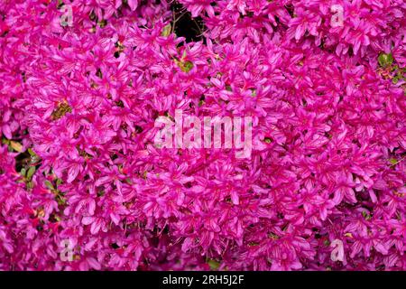 Rhododendron Hatsugiri fiori fioriti fondo primavera, piante sempreverdi fiorite della famiglia Ericaceae. Foto Stock