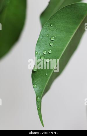 un primo piano delle foglie di fico piangenti coperte da gocce d'acqua Foto Stock