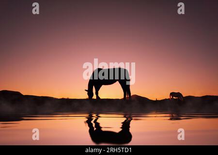 la silhouette del cavallo si riflette nell'acqua e sullo sfondo del tramonto Foto Stock