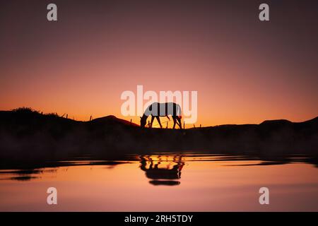 la silhouette del cavallo si riflette nell'acqua e sullo sfondo del tramonto Foto Stock