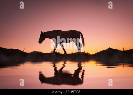 la silhouette del cavallo si riflette nell'acqua e sullo sfondo del tramonto Foto Stock