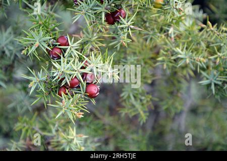 Primo piano dei rami e dei frutti rossi maturi di Cade (Juniperus oxycedrus). Immagine orizzontale con messa a fuoco selettiva, sfondo sfocato e spazio di copia Foto Stock