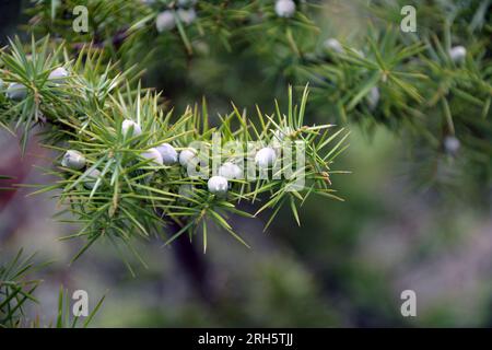 Un primo piano di rami e frutti di Cade (Juniperus oxycedrus). Immagine orizzontale con messa a fuoco selettiva, sfondo sfocato e spazio di copia Foto Stock