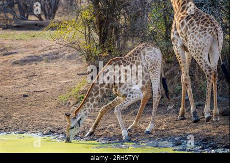 Giraffa (Giraffa camelopardalis) che si piega per bere da una pozza d'acqua, il parco nazionale di Kruger, Sudafrica. Foto Stock