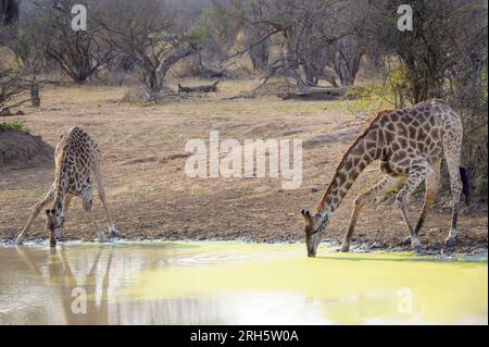 Due giraffe (Giraffa camelopardalis) che si piegano per bere da una buca d'acqua, il parco nazionale di Kruger, Sudafrica. Foto Stock