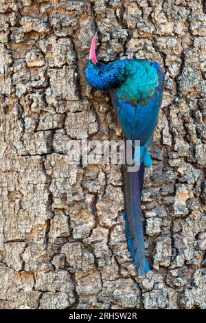 Foopoe di legno verde (Phoeniculus purpureus), foraggiamento alla corteccia d'albero, parco nazionale Kruger, Sudafrica. Foto Stock