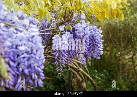 Albero di Wisteria fiorito sullo sfondo della parete della casa in Germania. Decorazione domestica naturale con fiori di wisteria cinese (Fabaceae Wisteria sinensis). Foto Stock