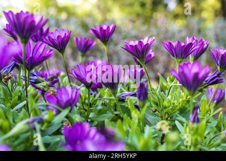 Dimorphotheca è un genere di piante della famiglia delle Asteraceae, originaria dell'Africa. È uno degli otto generi delle Calenduleae, con un centro di diversità i. Foto Stock