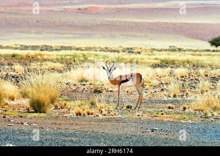 Namibia. Un'antilope springbok a Sossusvlei. Namib Naukluft National Park Foto Stock