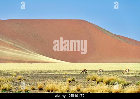 Namibia. Antilope Springboks a Sossusvlei. Namib Naukluft National Park Foto Stock