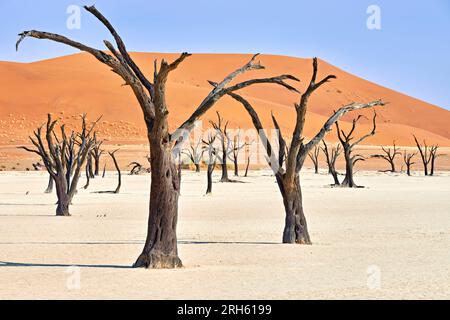 Namibia. Teglia di argilla Deadvlei. Namib Naukluft National Park. Una spina di cammello morta essiccata (Vachellia erioloba) Foto Stock