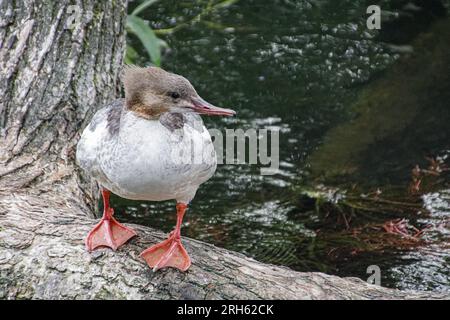 Close-up di uccello si appollaia su tronco di albero Foto Stock