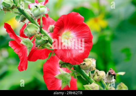 Hollyhocks, Giardino fisico, Cowbridge, vale of Glamorgan, Galles del Sud, REGNO UNITO. Foto Stock