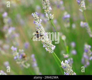 Bumble bee on lavender, Physic Garden, Cowbridge, vale of Glamorgan, South Wales, REGNO UNITO. Foto Stock