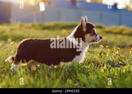 Adorabile cucciolo gallese di Pembroke Corgi che cammina in un giorno estivo lucente. Cucciolo di colore bianco e nero in piedi su erba verde piena di leoni gialli Foto Stock