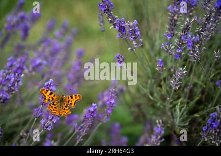 Primo piano di una farfalla d'arancia su una pianta di lavanda in un campo. Fiori viola con un insetto. Orientamento orizzontale senza cielo. Foto Stock