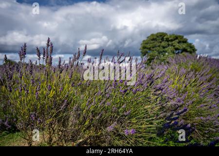 Piante di lavanda in un campo. Fiori viola con cielo, nuvole bianche e un albero. Orientamento orizzontale. Foto Stock