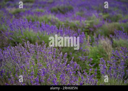 File di piante di lavanda in un campo. Fiori viola con bassa profondità di campo. Orientamento orizzontale senza cielo. Foto Stock