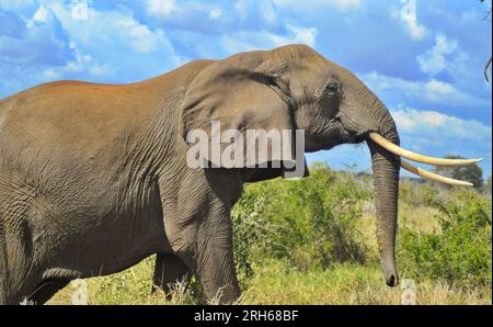 Il Kruger National Park in Sudafrica offre l'opportunità di osservare la flora e la fauna dell'Africa in un ambiente che è rimasto indisturbato dall'uomo Foto Stock