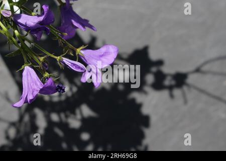 Vista ravvicinata e dall'alto verso il basso di un bouquet di fiori di Campanula "Viola intenso" in luce naturale che proietta un'ombra cruda sul terreno grigio sottostante Foto Stock